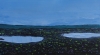 Snowdrops