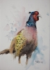 Pheasant II