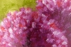 Three Alliums