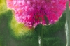 Three Alliums