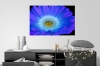 Secret Signals: Gerbera 2