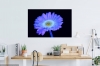 Secret Signals: Gerbera 1