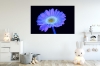 Secret Signals: Gerbera 1