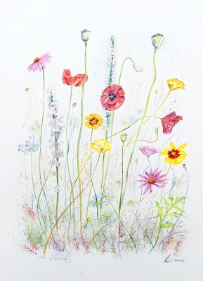 Meadow Wildflowers