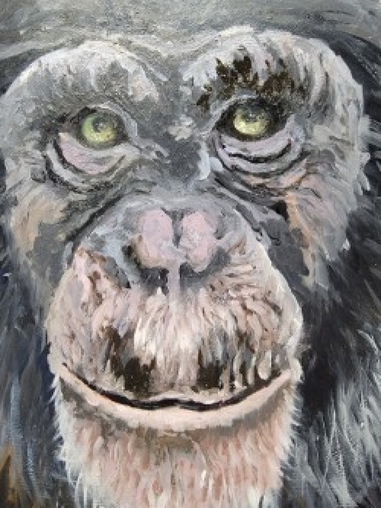Chimp