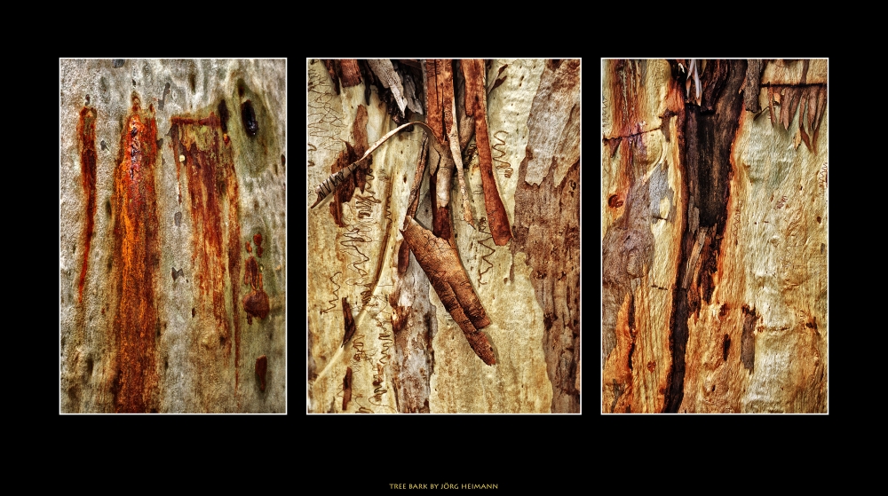 Three Pieces Of Tree bark Panorama