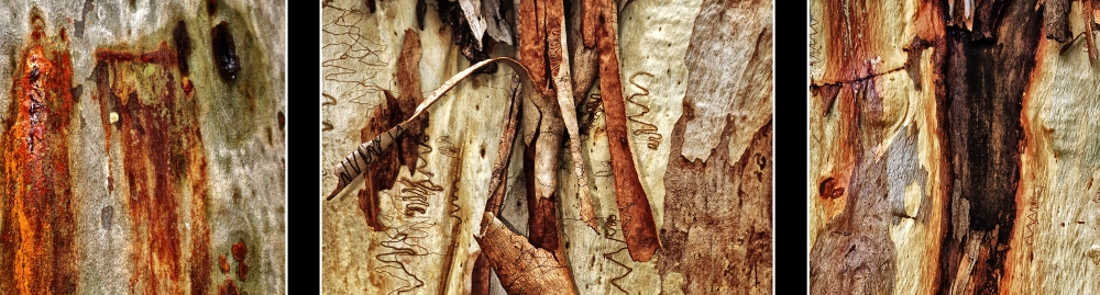 Three Pieces Of Tree bark Panorama