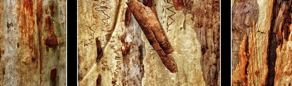 Three Pieces Of Tree bark Panorama