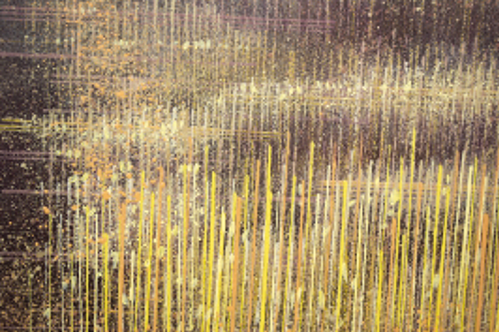 Meadow In Late Summer #3