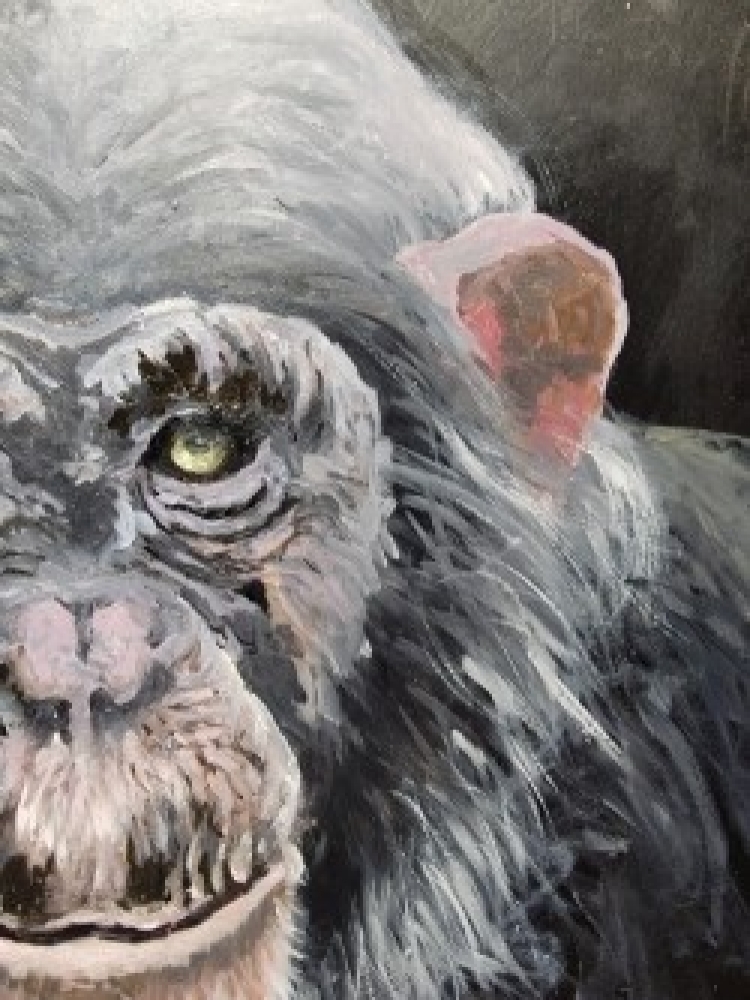 Chimp
