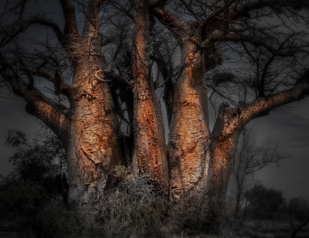 Baobab Tree