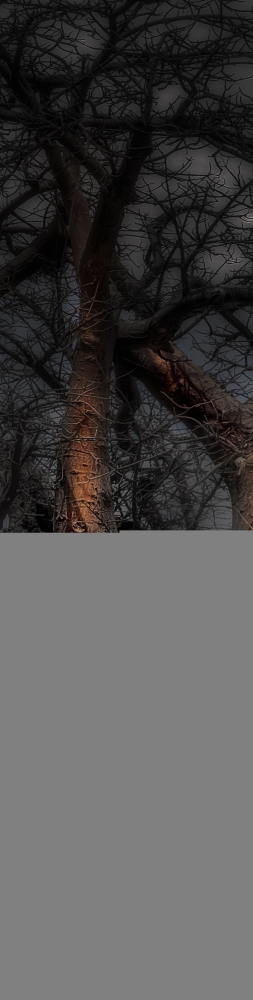 Baobab Tree