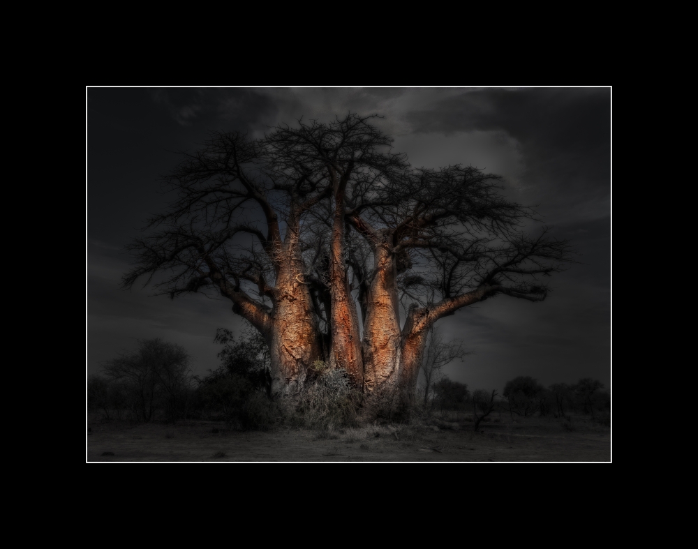 Baobab Tree