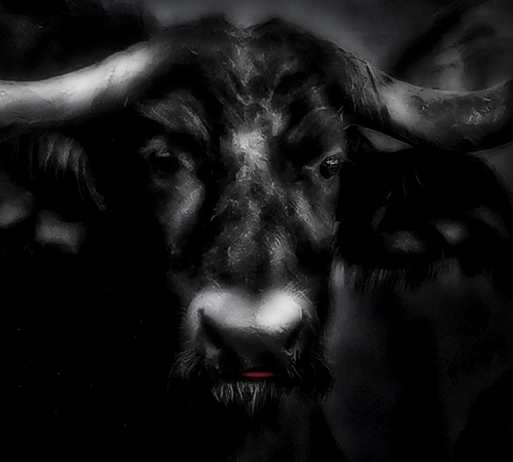 Animals of Africa - African Buffalo
