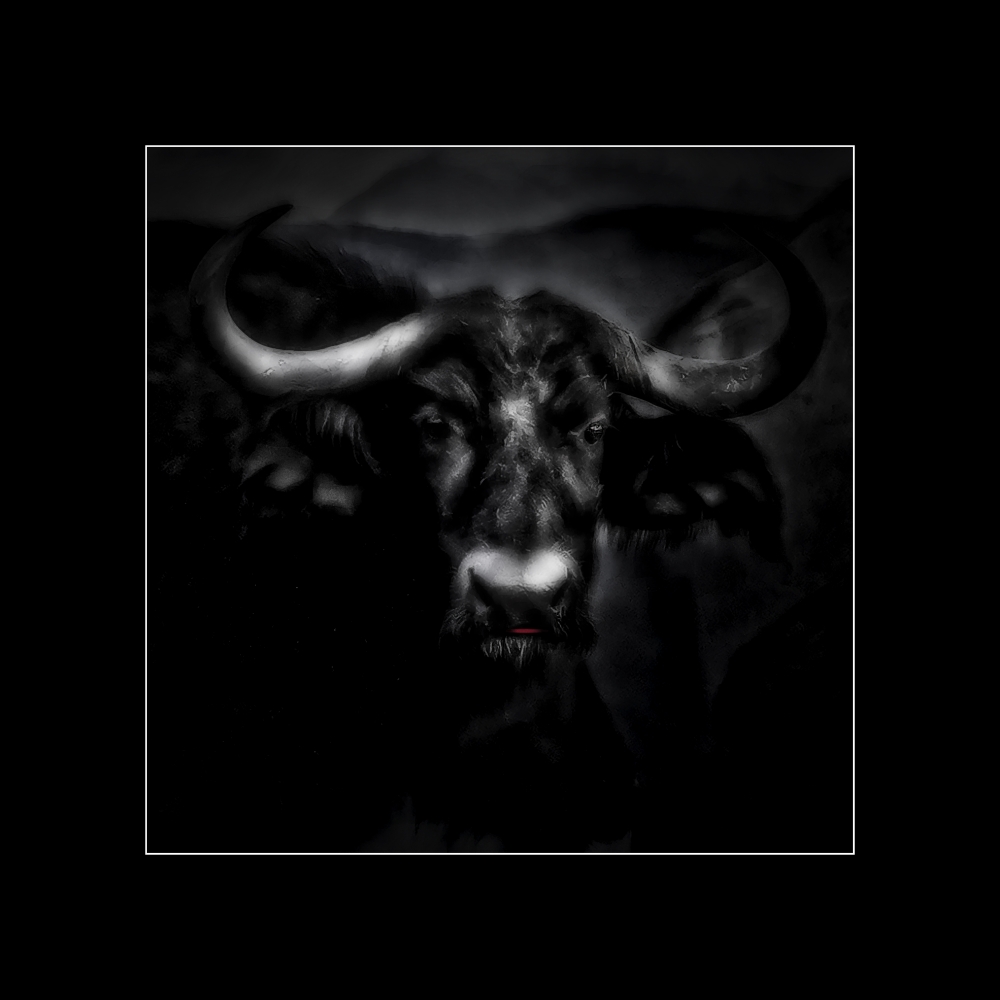 Animals of Africa - African Buffalo
