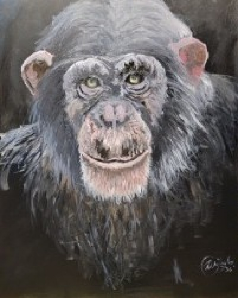 Chimp