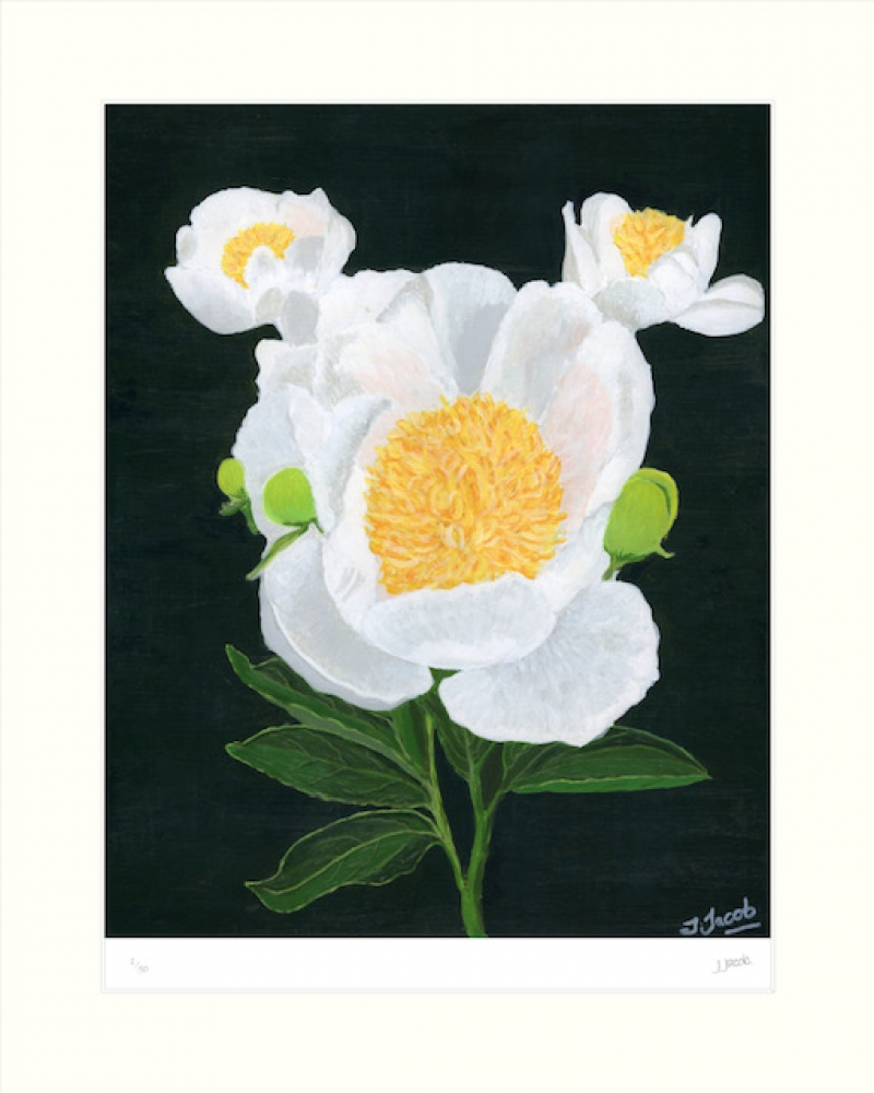 White Peony 1