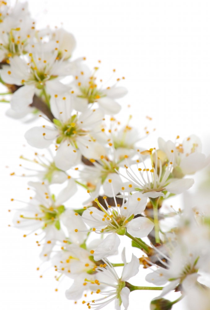 Innocent Beauty: Devon Hedgerows - Blackthorn Blossom