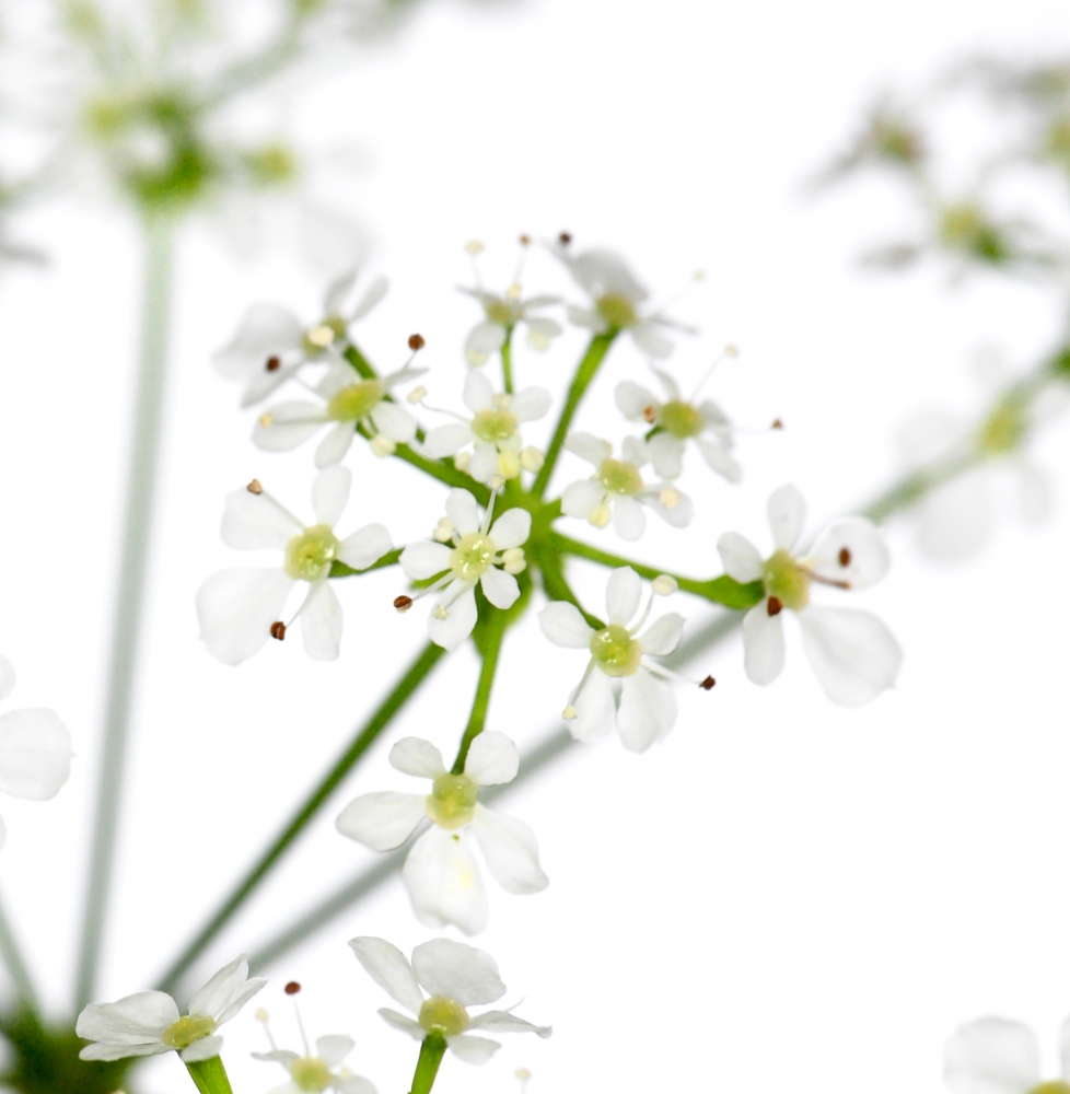Innocent Beauty: Devon Hedgerows - Cow Parsley