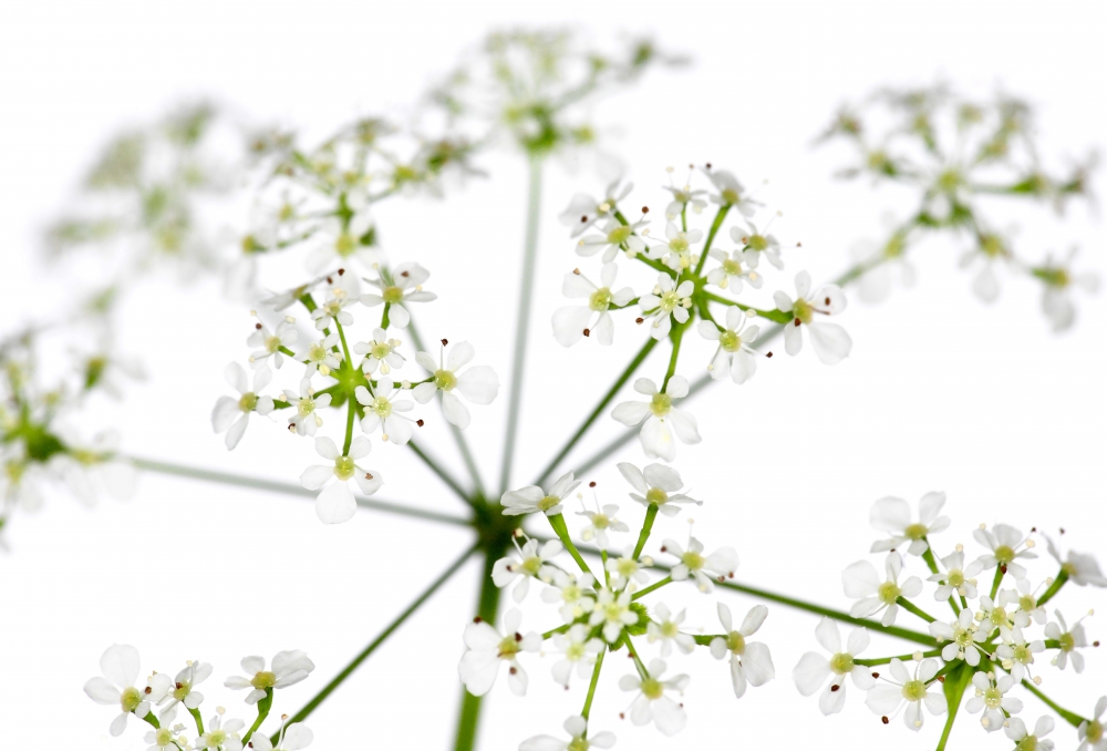 Innocent Beauty: Devon Hedgerows - Cow Parsley