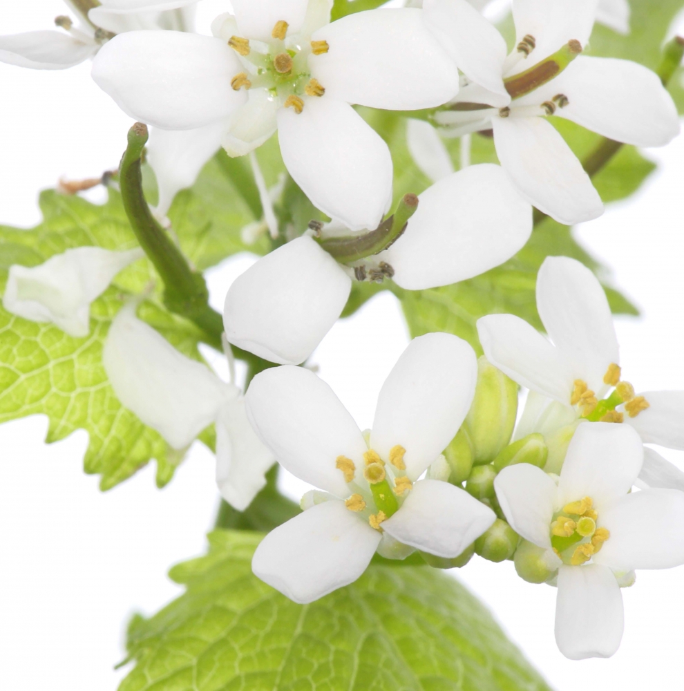 Innocent Beauty: Devon Hedgerows - Garlic Mustard