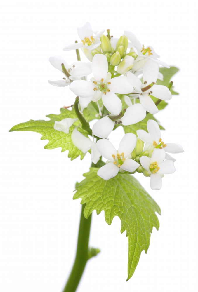 Innocent Beauty: Devon Hedgerows - Garlic Mustard