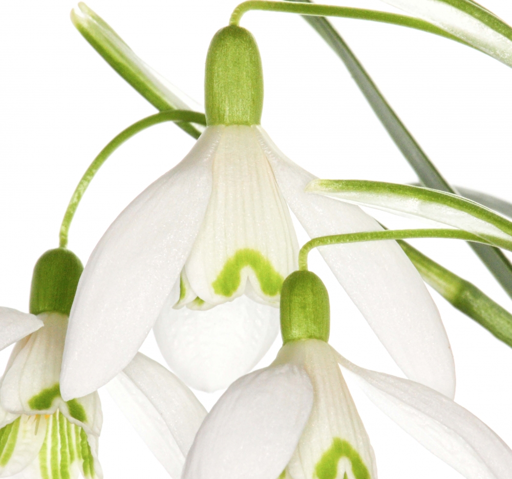 Innocent Beauty: Devon Hedgerows - Snowdrops 2