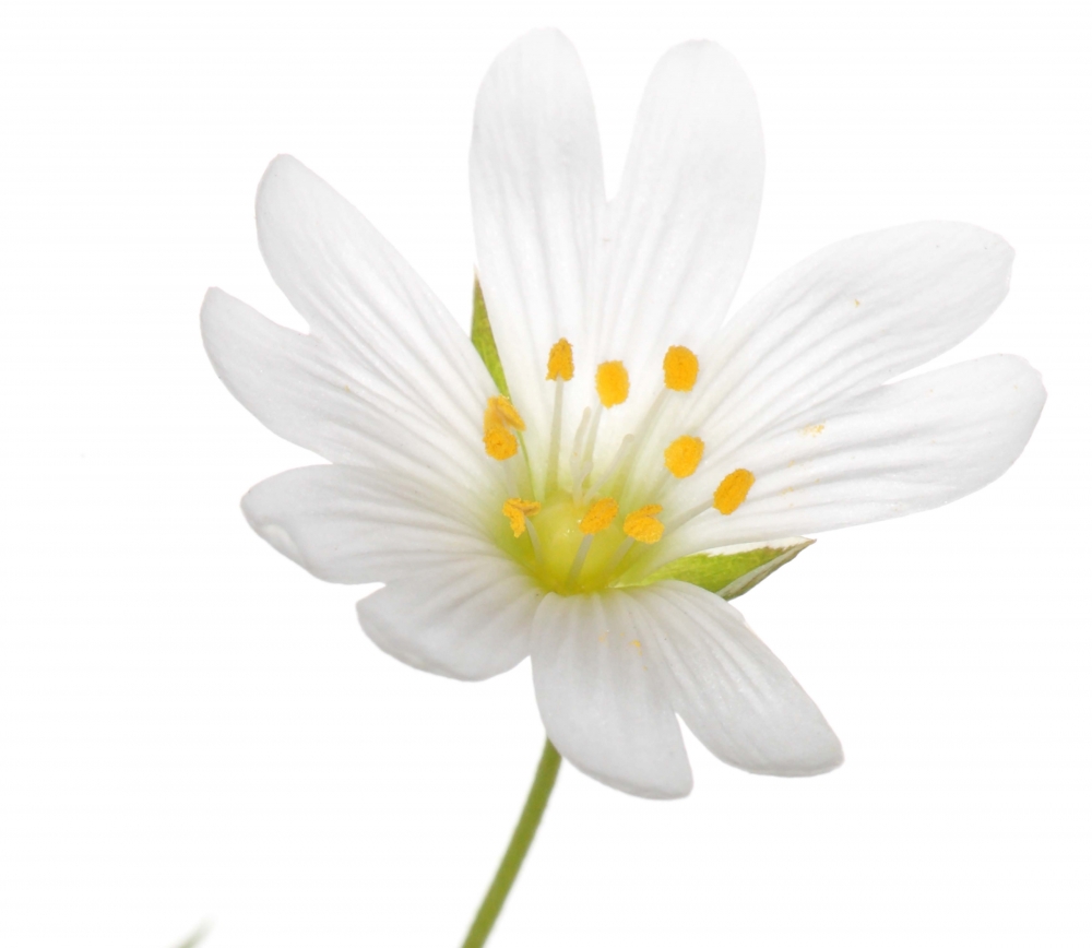 Innocent Beauty: Devon Hedgerows - Stitchwort