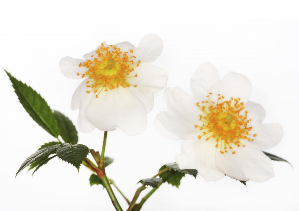 Innocent Beauty: Devon Hedgerows - Wild Dog Rose