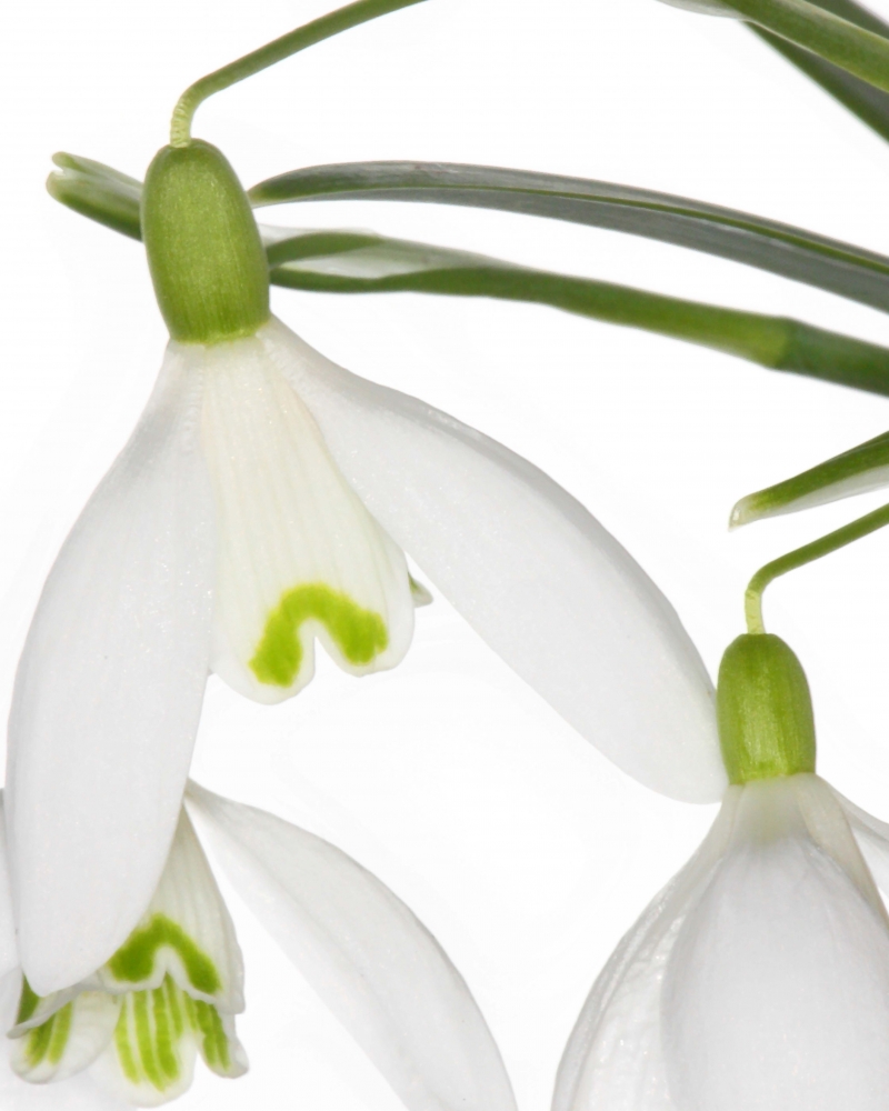 Innocent Beauty: Devon Hedgerows - Snowdrops 1