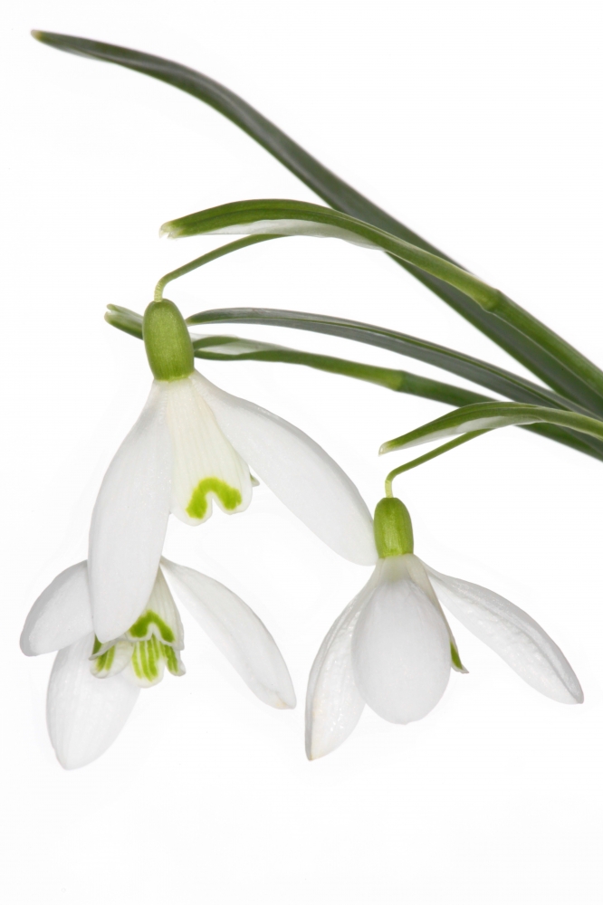Innocent Beauty: Devon Hedgerows - Snowdrops 1