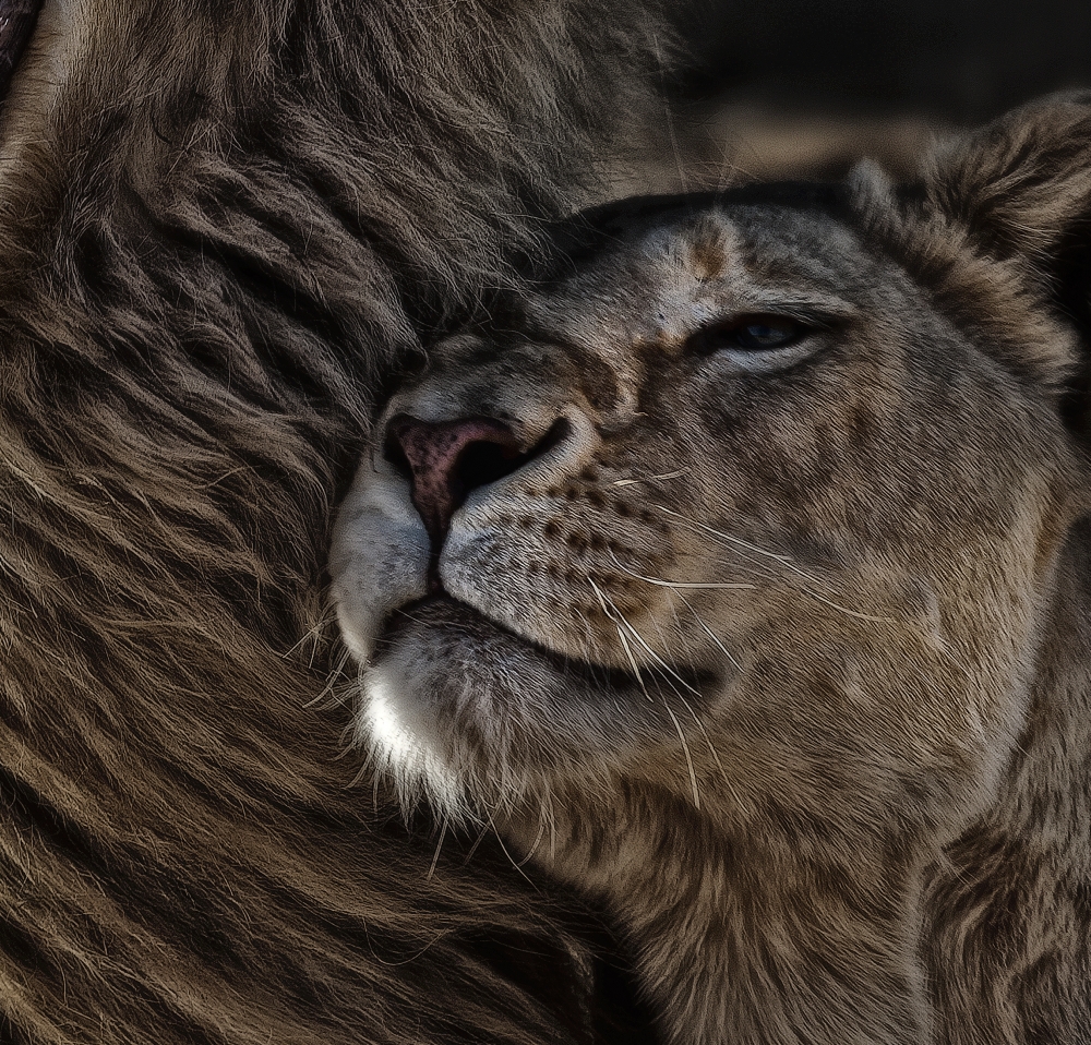 Animals of Africa - Lions Couple