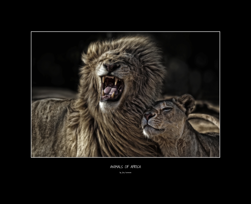 Animals of Africa - Lions Couple