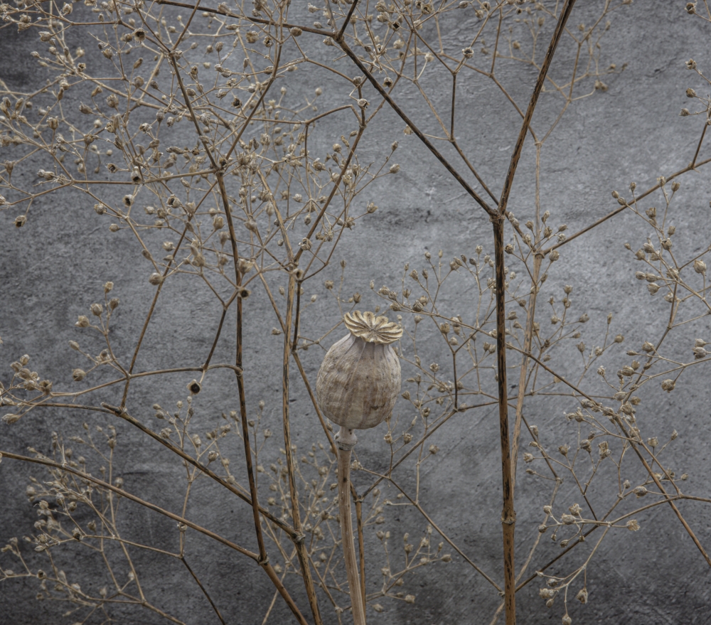 Momento Mori: Autumnal Stillness 1