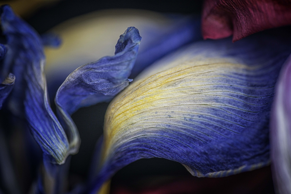 Momento Mori: Ephemeral Elegance 3