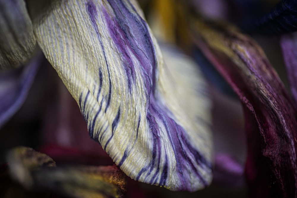 Momento Mori: Ephemeral Elegance 4