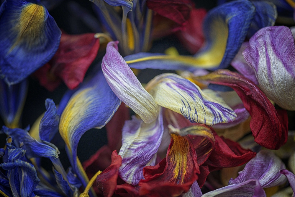 Momento Mori: Ephemeral Elegance 1