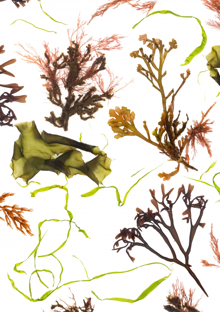 Studies from the Shoreline: Seaweed 1