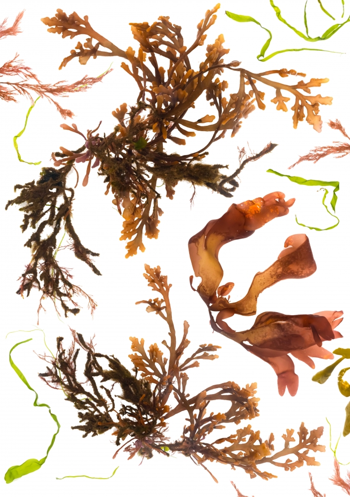 Studies from the Shoreline: Seaweeds 2