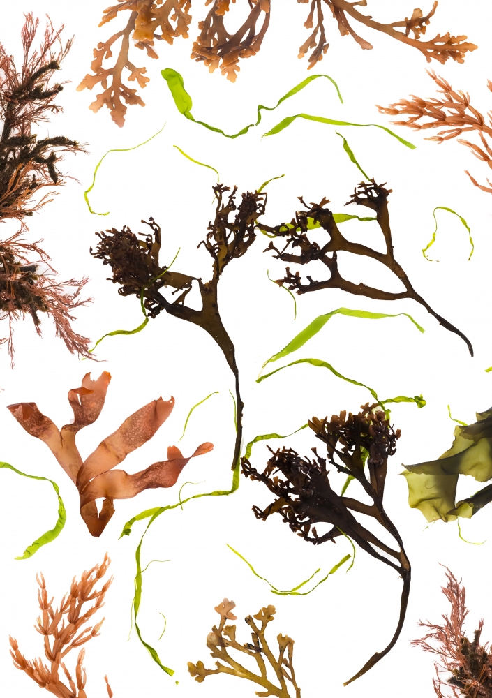 Studies from the Shoreline: Seaweeds 3 