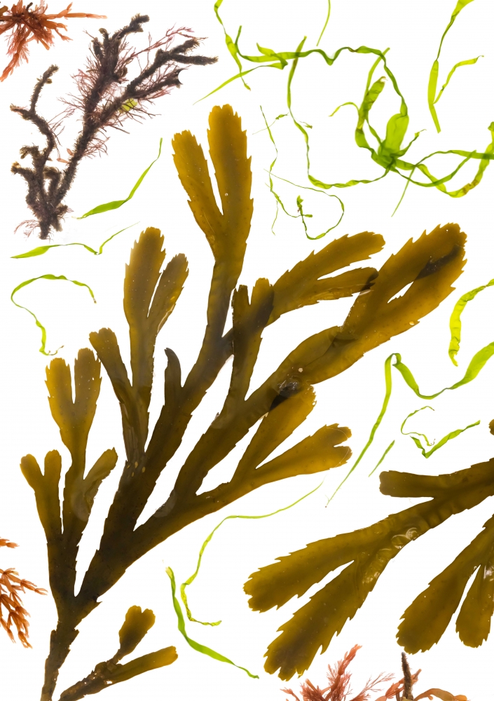 Studies from the Shoreline: Seaweed 4