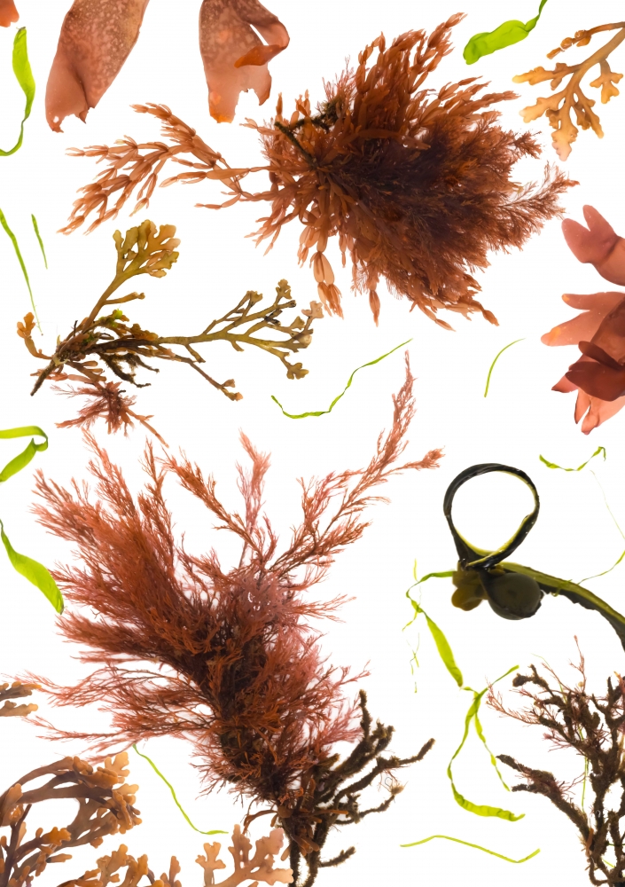 Studies from the Shoreline: Seaweeds 5