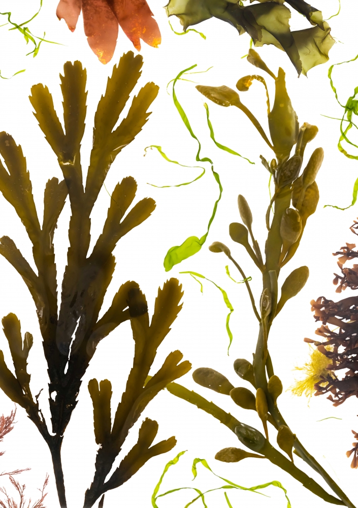 Studies from the Shoreline: Seaweeds 6