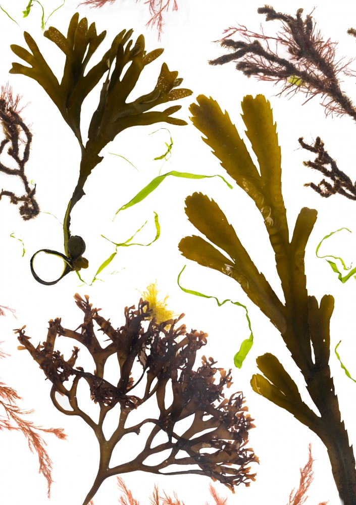 Studies from the Shoreline: Seaweeds 7