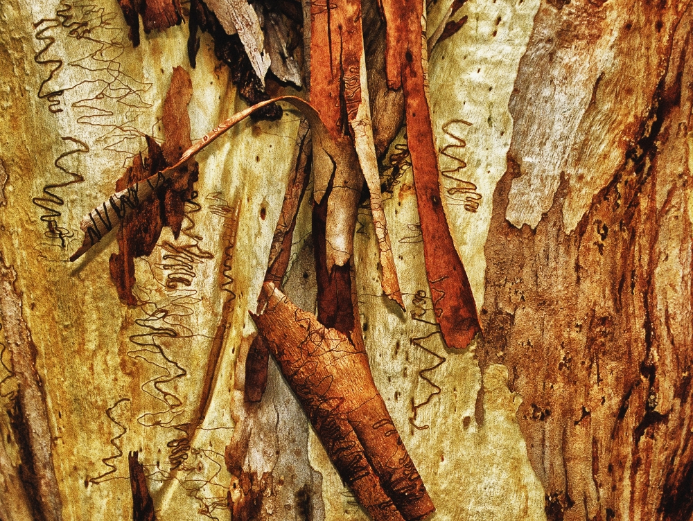 Tree Bark