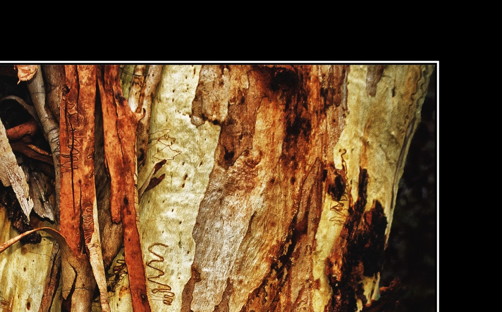 Tree Bark