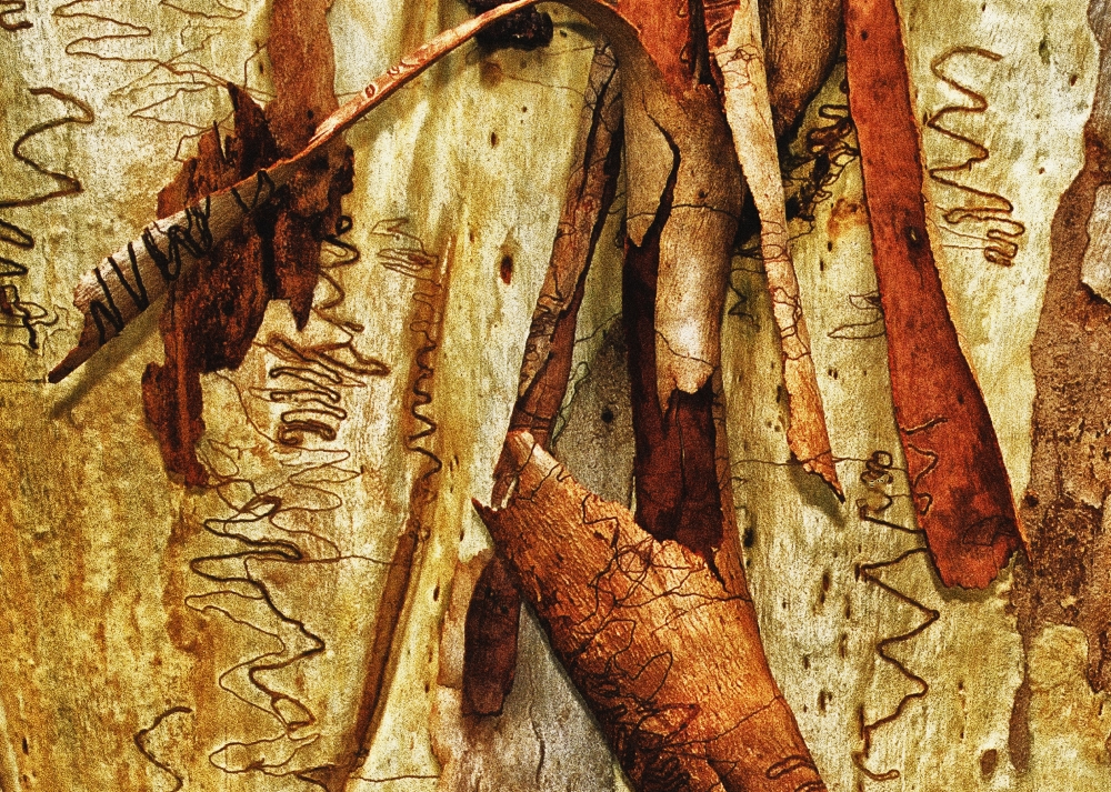 Tree Bark