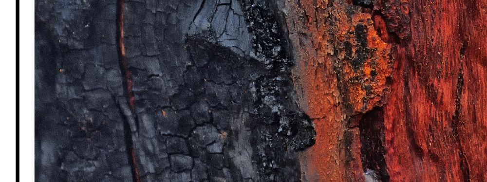 Tree Bark Panorama