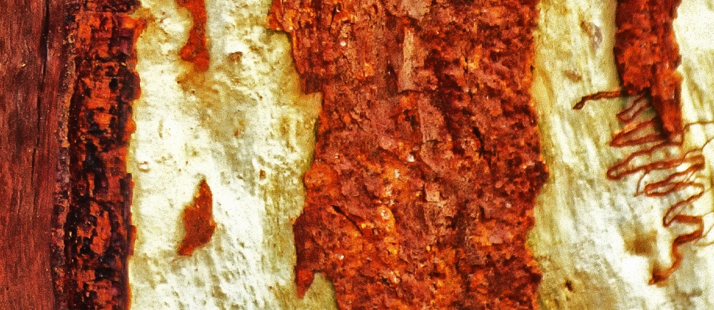 Tree Bark Panorama