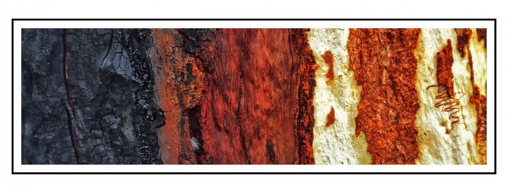 Tree Bark Panorama